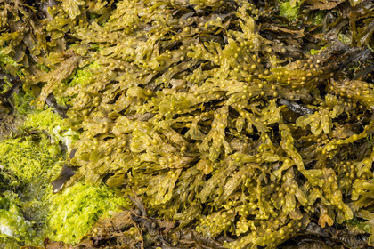 France, Finistère, Iroise Sea, Molene archipelago, Quemenes Island, algae on the foreshore at low tide including black seaweed (Ascophyllum nodosum)