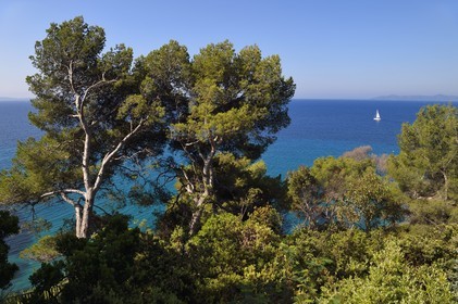 France, Var (83), Rayol-Canadel-sur-Mer, Domaine du Rayol, propriété du conservatoire du littoral mention obligatoire, vue sur la mer à travers les arbres du jardin des Méditerranées conçu par le paysagiste Gilles Clément