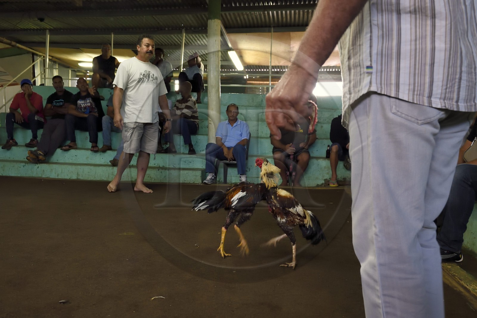 France, Ile de la Reunion, Petit Tampon, combat de coqs dans le Rond de Coq