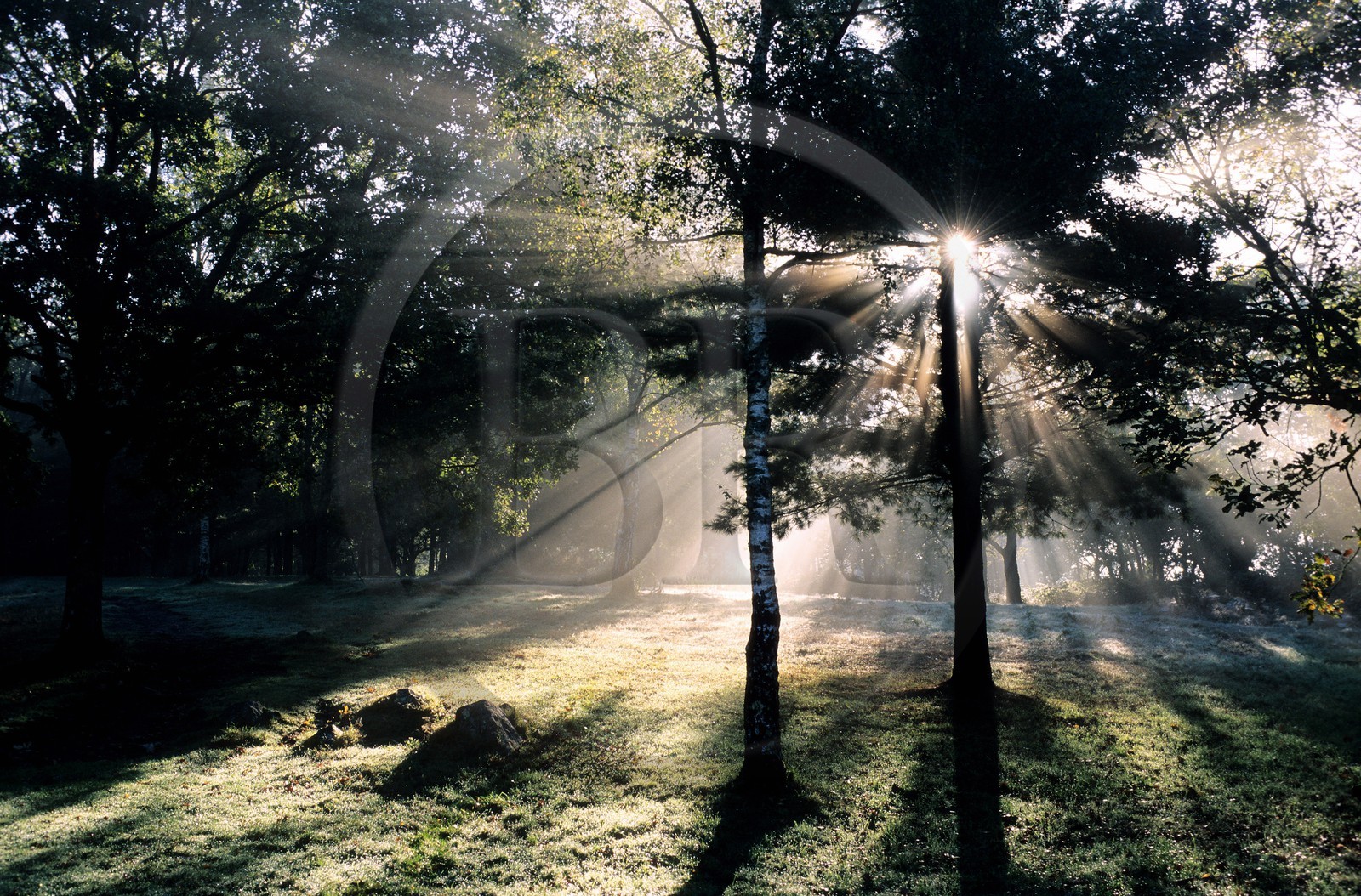 France, Mayenne, undergrowth at sunrise