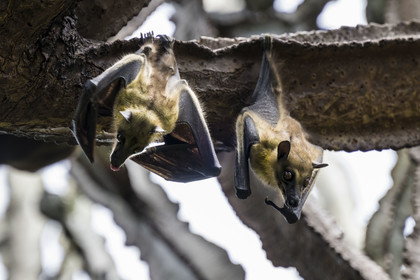 Rwanda, Province de l’Ouest, Karongi (anciennement nommée Kibuye), lac Kivu, Ile Napoléon ou Tembabagoyi, Roussette paillée africaine ou Roussette des palmiers africaine ou Roussette jaune (Eidolon helvum) dans un Euphorbe candélabre