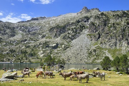 France, Hautes-Pyrénées (65), Saint-Lary-Soulan et Vielle-Aure, Réserve naturelle nationale du Néouvielle, randonnée des lacs du Neouvielle, vaches en estives au lac d'Aubert