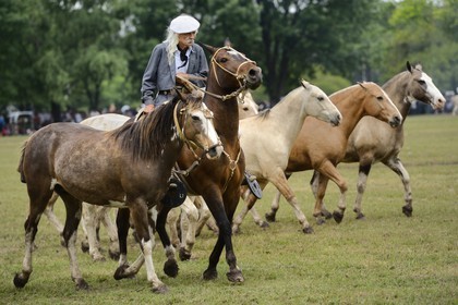 Argentina, Buenos Aires Province, San Antonio de Areco, Tradition Day festival (Dia de Tradicion), matched-together horse herds (Entrevero de tropillas)