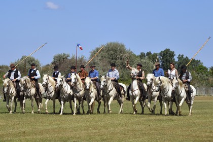 France, Bouches-du-Rhône (13), Parc naturel régional de Camargue, La Régie de Frigoulès, gardians à cheval lors d'une ferrade
