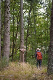 France, Haut Rhin, Thannenkirch, hiking in the Taennchel massif, cross dated 1754 on the top of the Schillig probably dedicated to a lumberjack who died there