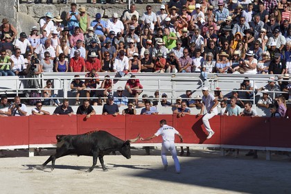 France, Bouches-du-Rhône (13), Arles, la course camarguaise  de la Cocarde d'Or aux Arènes, raseteur tentant d'attraper les attributs primés sur les cornes du taureau