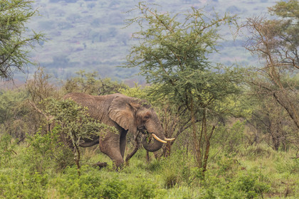 Rwanda, Parc national de l'Akagera, Eléphant de savane (Loxodonta africana)