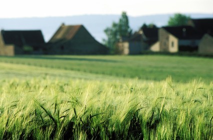 France, Saone et Loire, Mâconnais, Chapaize region, some wheat fields (green)