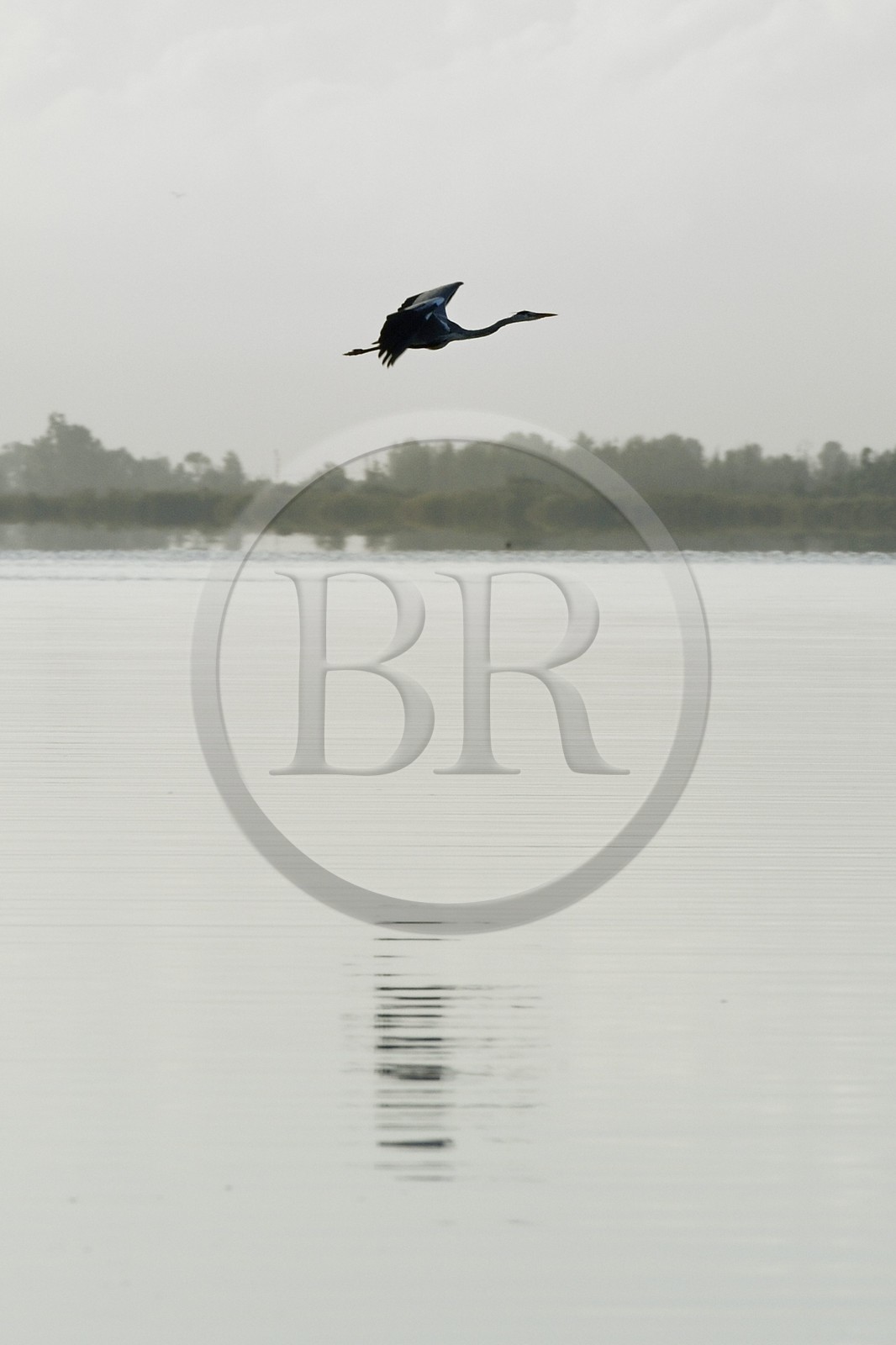 France, Haute-Corse (2B), l'étang de Biguglia (stagnu di Chjurlinu), réserve naturelle de Corse (RNC), héron cendré