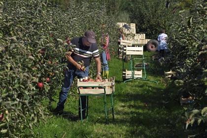 France, Seine-Maritime, Pays de Caux, Norman Seine River Meanders Regional Nature Park, Jumieges, apple trees of the Fruit Route in the orchards along the Seine river, apple harvest at a place called Le Conihaut