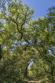 France, Var, Provence Verte (Green Provence), Bras, Academie du Bain de Foret Provencale (Academy of Forest Bathing in Provence), forest of the domaine Le Peyrourier - une campagne en Provence