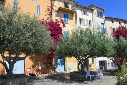 France, Var (83), Hyères, place Rabaton avec de beaux oliviers centenaires et des bougainvilliers grimpant sur les murs