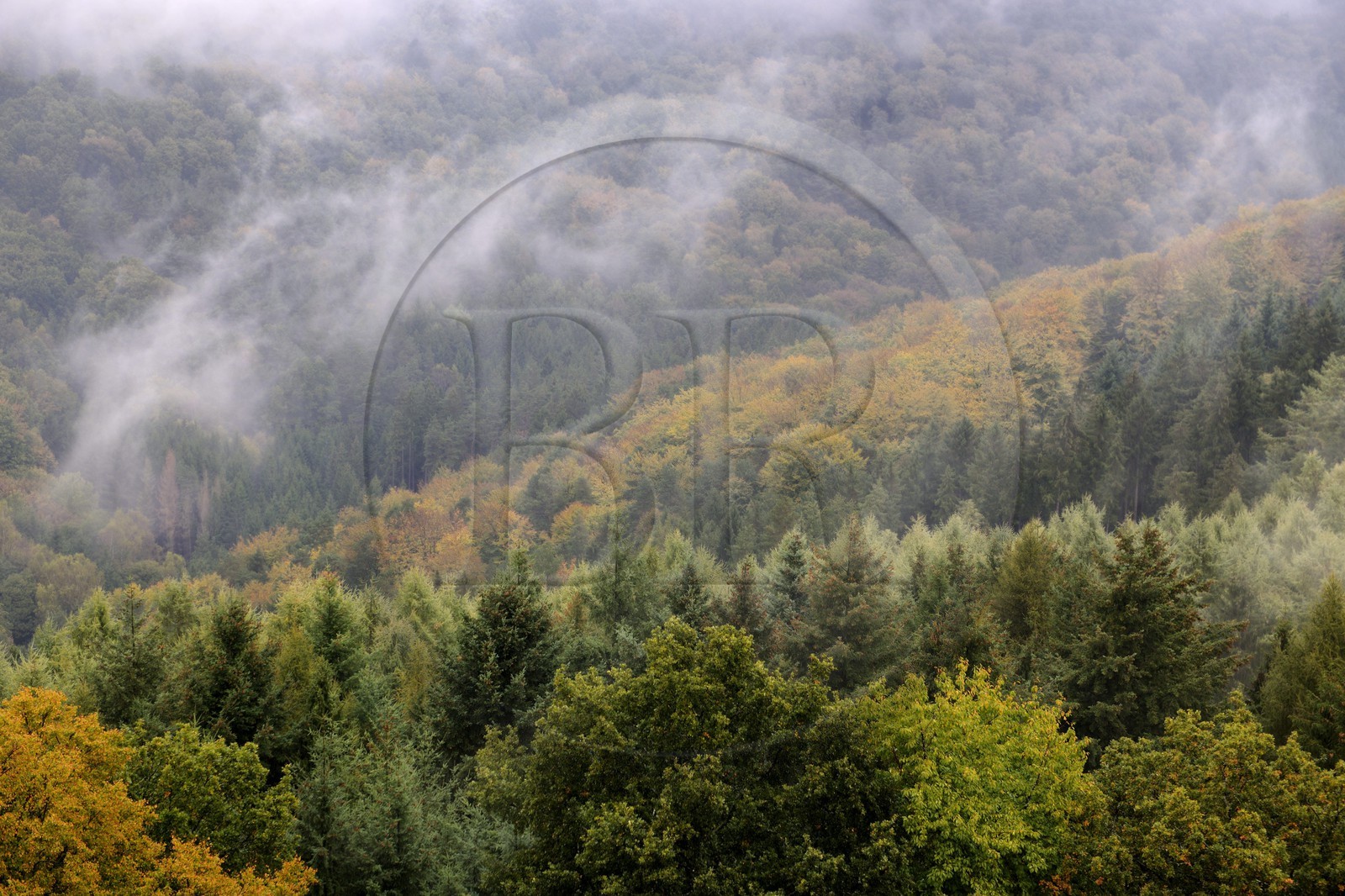 France, Bas-Rhin (67), Lembach, la forêt vosgienne sous la pluie vers le château de Fleckenstein