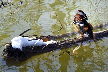 France, Val-de-Marne (94), les bords de Marne, Bry-sur-Marne, canard mandarin mâle (Aix galericulata)