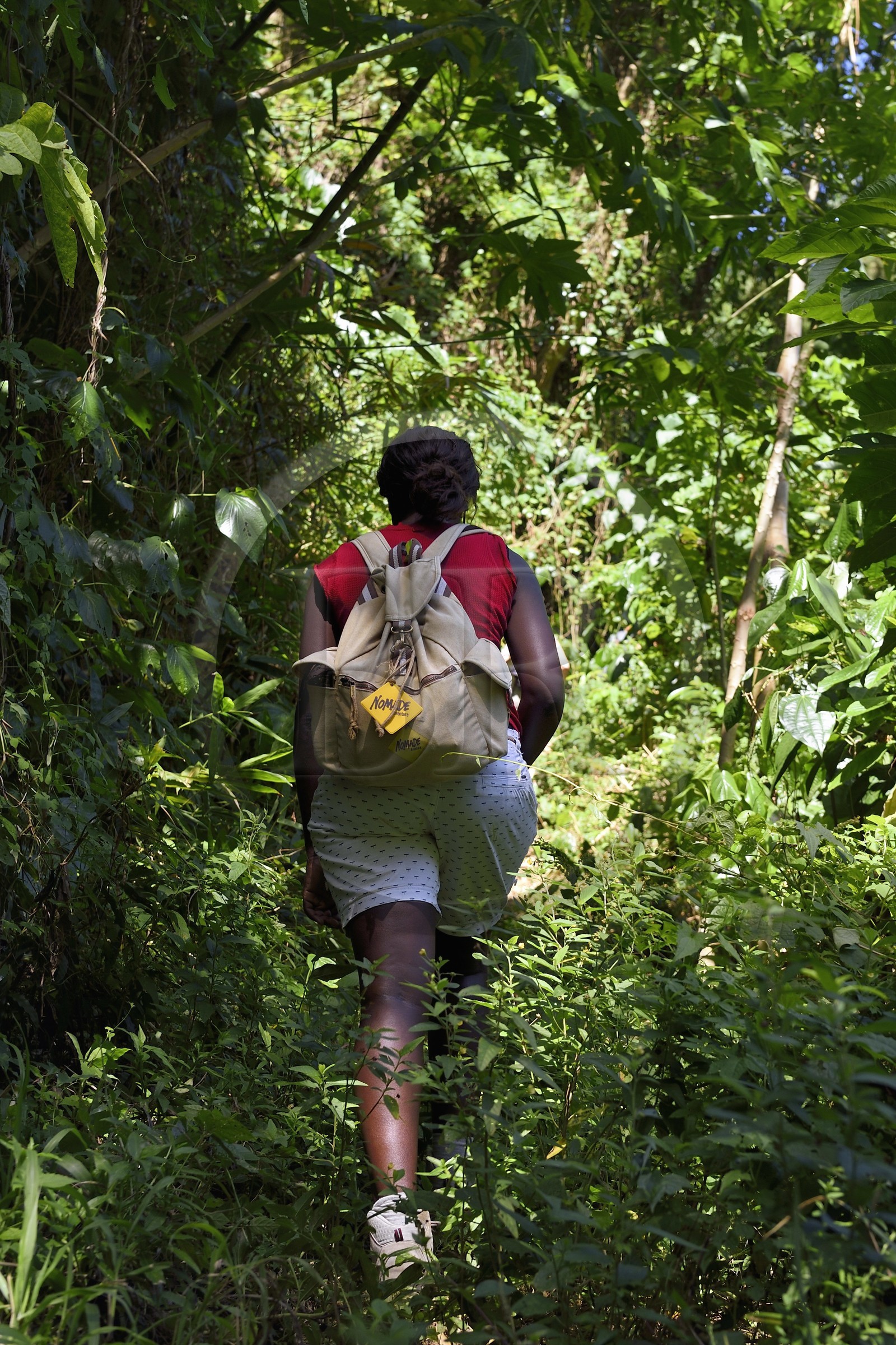 Caraïbes, Ile de la Dominique, randonneuse sur le segment 13 du Waitukubuli National Trail dans le nord de l'île entre Pennville et Capuchin