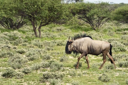 Namibie, région de Oshikoto, Parc National d'Etosha, Gnou à barbe (Connochaetes taurinus)