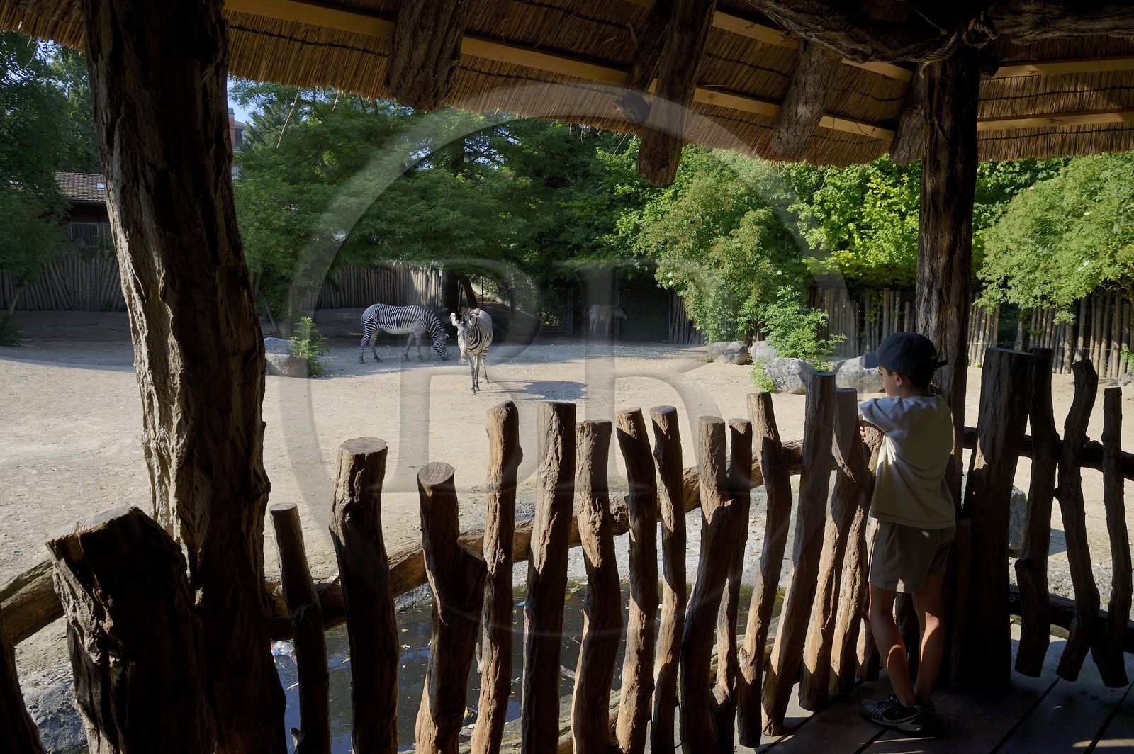 France, Haut-Rhin (68), Mulhouse, parc zoologique et botanique, parc aux zebres