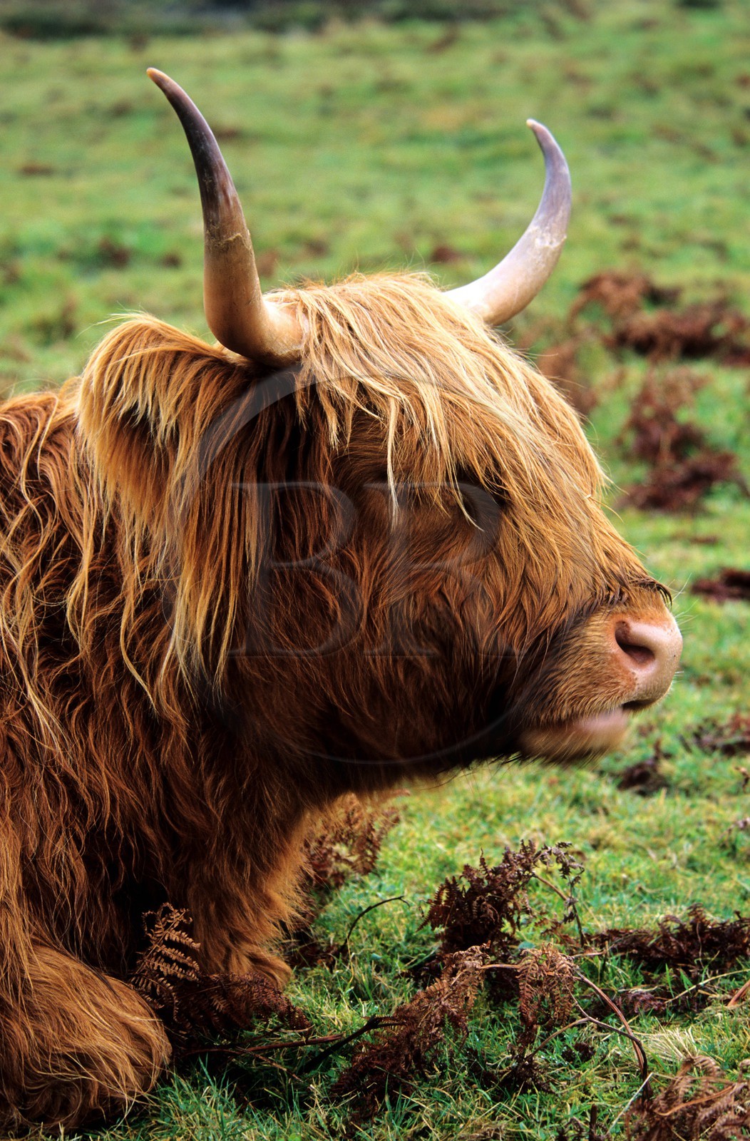 Royaume-Uni, Ecosse, région des Highlands, une vache écossaise