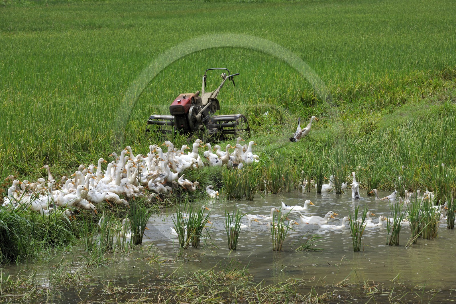 Vietnam, province de Ninh Binh, canards dans une rizière