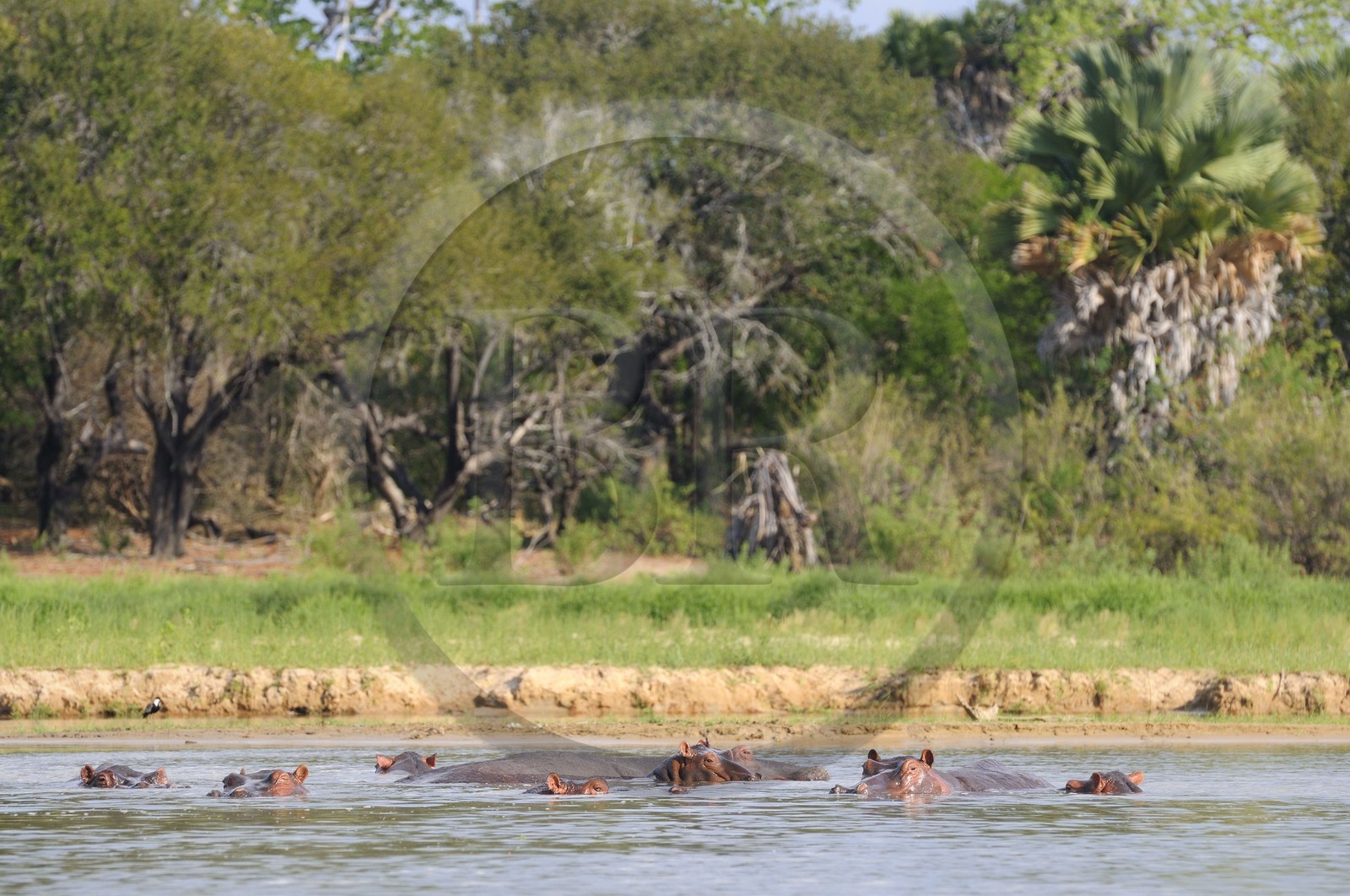Tanzanie, Reserve de gibier de Selous une des plus grandes zones protégées au monde et inscrite sur la liste du patrimoine mondial de l’Unesco depuis 1982, hippopotames sur le lac Nzerakera formé par la rivière Rufiji