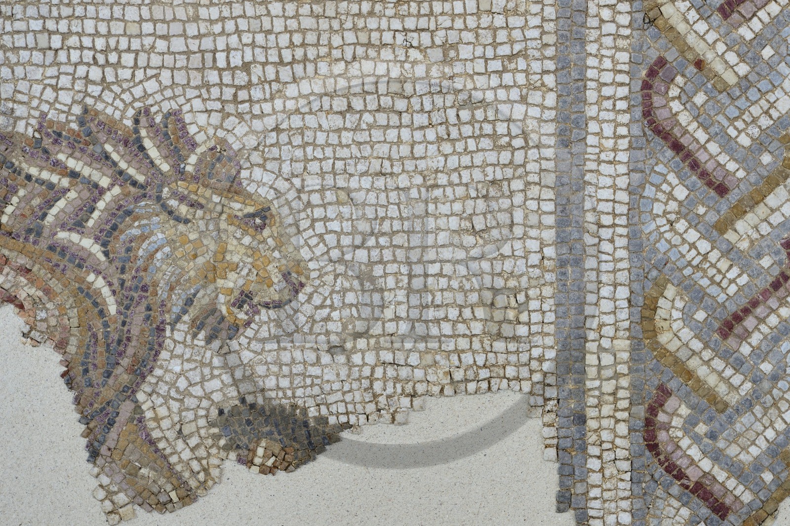 France, Rhône (69), Saint-Romain-en-Gal, musée gallo-romain de Saint-Romain-en-Gal, détail de la mosaïque de la maison du Lion datant de la fin du IIème siècle