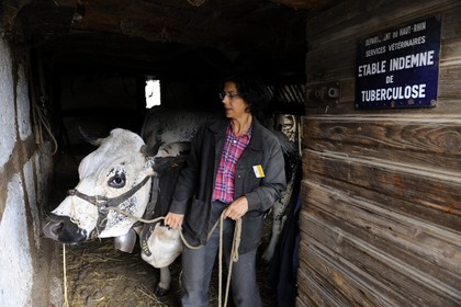 France, Haut Rhin, Ungersheim, Alsace Ecomuseum, cow coming out of the cowshed