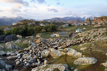 Azerbaijan, Quba (Guba) region, Greater Caucasus mountain range, village of Giriz at dawn, departure of sheep for the meadows