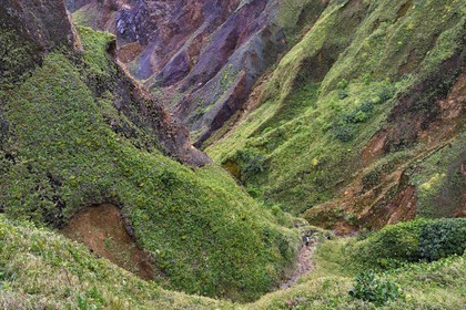 Caraïbes, Ile de la Dominique, Castle Bruce, Parc national du Morne Trois Pitons classé Patrimoine Mondial de l'UNESCO, la Vallée de la Désolation, randonnée sur le sentier menant au Boiling Lake