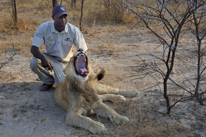 Zimbabwe, province des Midlands, Gweru, Antelope Park qui abrite ALERT (African Lion and Environmental Research Trust), marche à pied de guides - dresseurs en compagnie de lions (panthera leo) dans la brousse