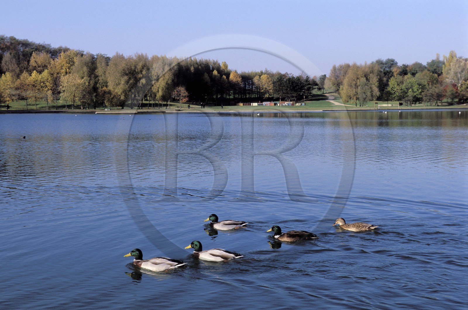 France, Seine Saint Denis, La Courneuve Park, large lake