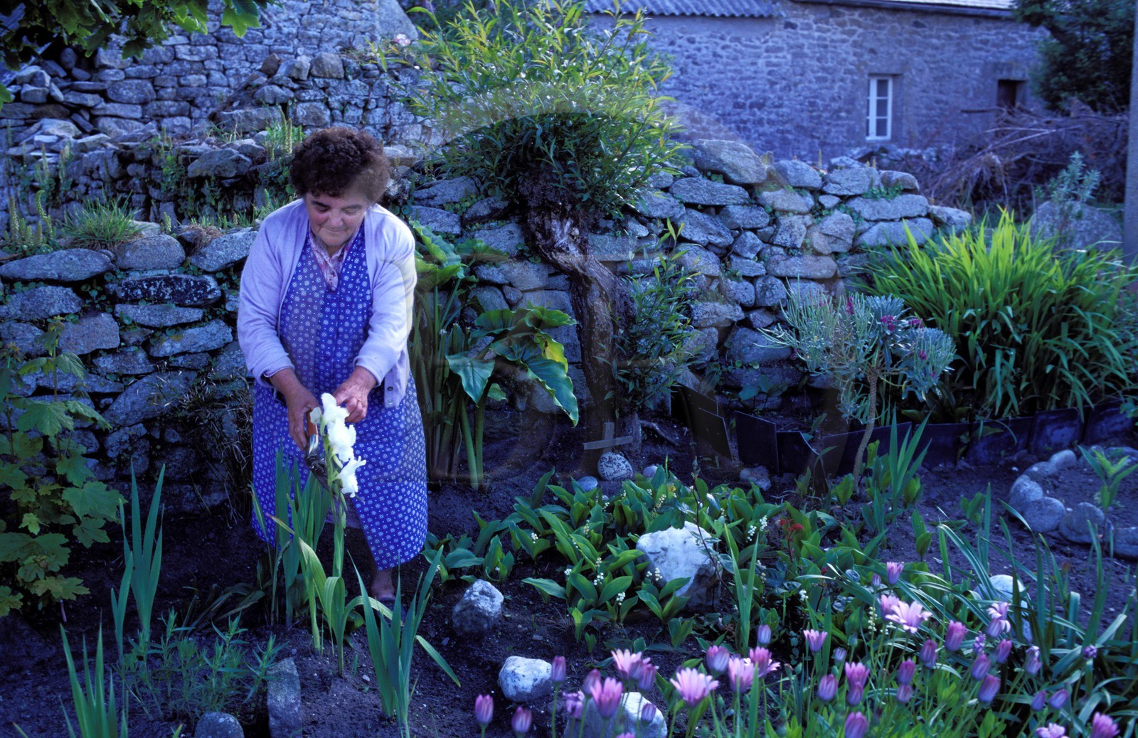 France, Finistère (29), île de Molène, femme dans son jardin