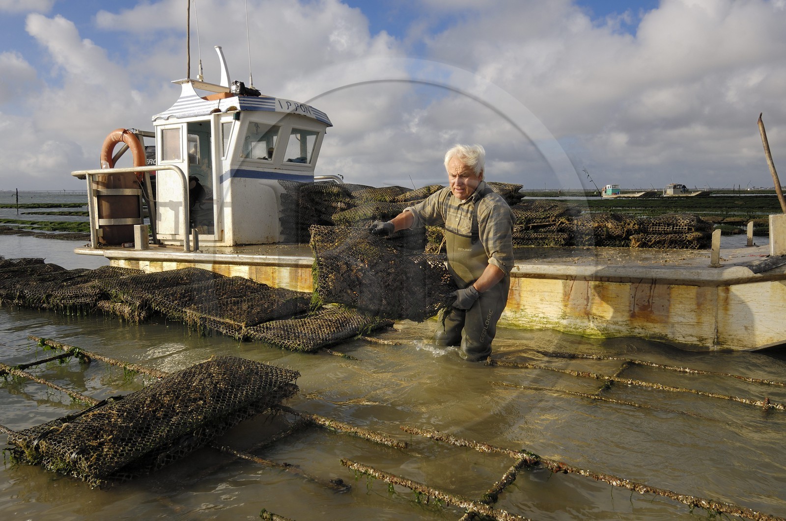 France, Charente-Maritime (17), le bassin Marrennes-Oléron au large de l'Ile d'Oléron, l'ostréiculteur André Massé dans un de ses parcs à huîtres