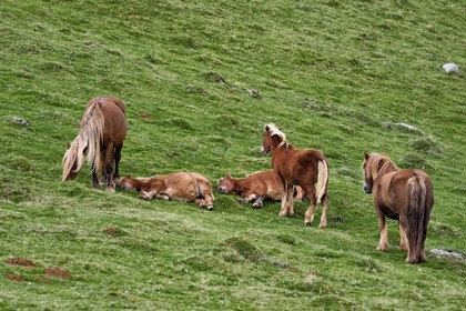 France, Pyrénées-Atlantiques (64), Pays-Basque, chemin de Saint-Jacques de Compostelle sur le GR 65 entre Saint-Jean-Pied-de-Port et Roncevaux, poneys pottok vivant principalement dans les Pyrénées à l'ouest du Pays basque