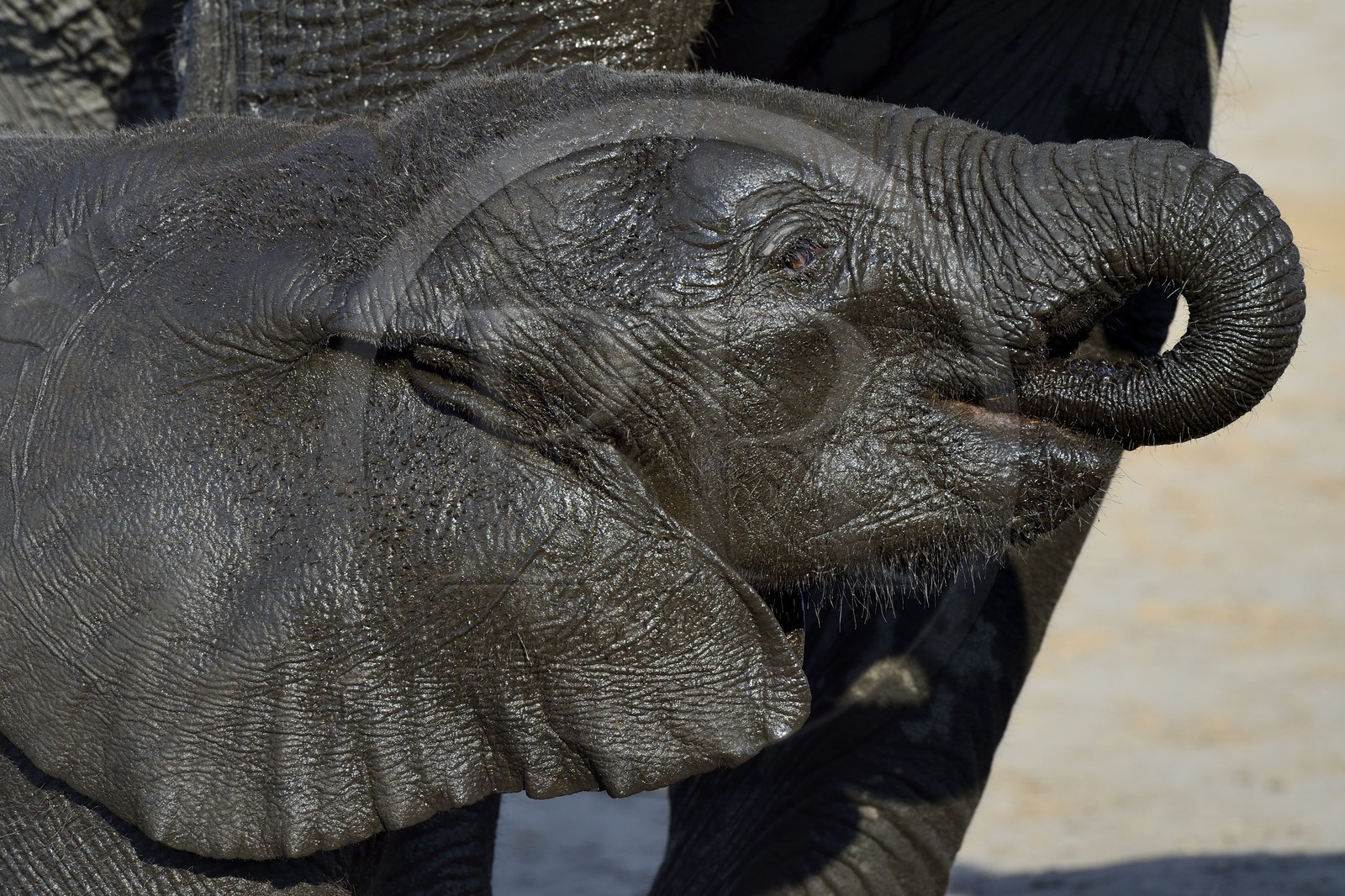 Zimbabwe, province de Matabeleland septentrional, parc national Hwange, jeune éléphant sauvage d'Afrique (Loxodonta africana)