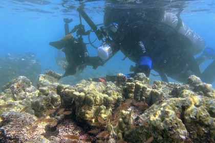 Sultanat d'Oman, gouvernorat de Mascate, réserve naturelle des Iles Daymaniyat, la photographe-plongeuse Maisa Al Hooti dans le récif corallien