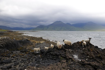 Royaume-Uni, Ecosse, Highland, Hébrides intérieures, Ile de Mull, moutons et béliers en bordure du Loch na Keal et le Ben More (966m)