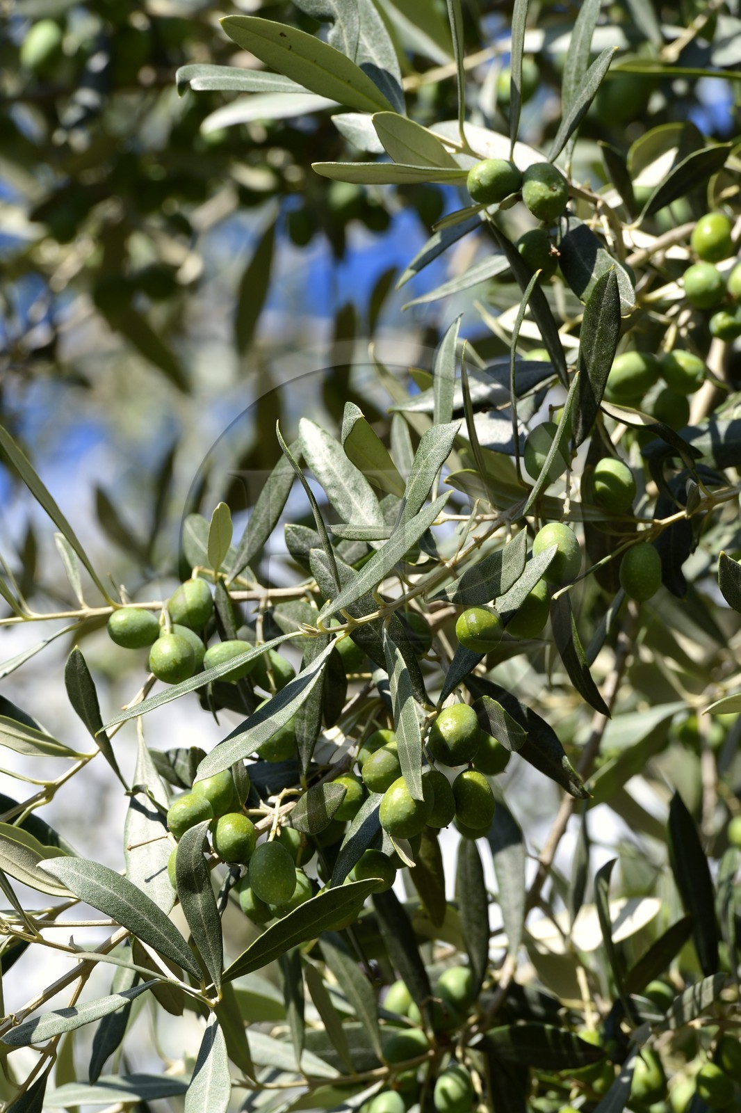 France, Corse-du-Sud (2A), Alta Rocca, Sainte-Lucie-de-Tallano (Santa Lucia di Tallà), olives germaines de Tallano