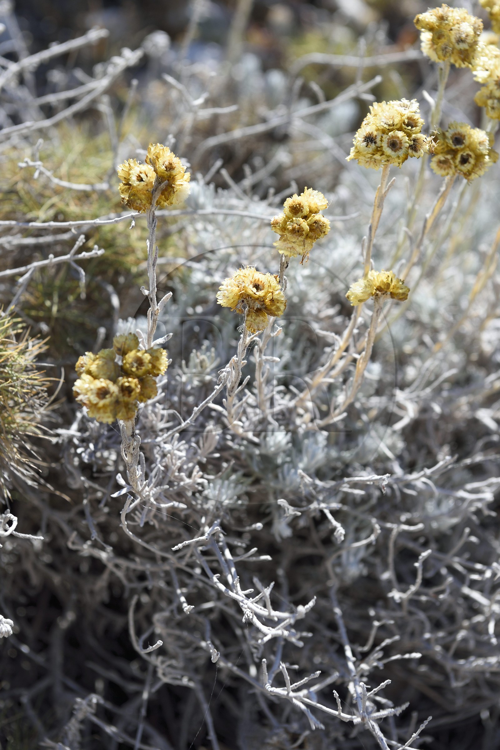 France, Bouches du Rhone, Marseille, Calanques National Park, archipelago of Frioul islands, Pomegues island, Helichrysum flower