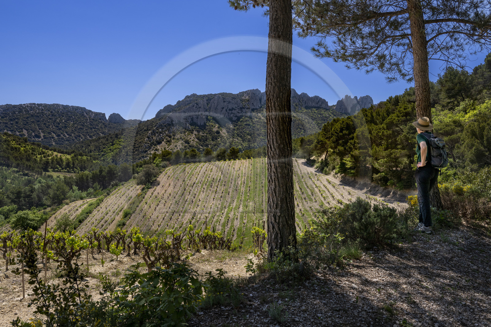 France, Vaucluse (84), Dentelles de Montmirail, Gigondas, randonneuse sur un sentier longeant les Dentelles Sarrasines au coeur du massif
