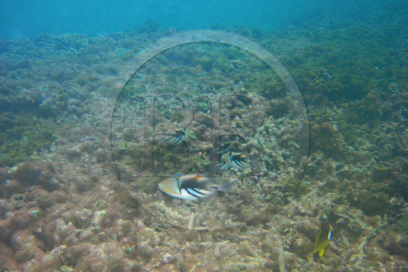 France, île de la Réunion, le récif corallien du lagon de la plage de Saint-Gilles et de l'Ermitage (vue sous-marine)