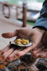 Vietnam, province de Quang Ninh, la Baie d'Halong classée Patrimoine Mondial de l'UNESCO, village flottant de pêcheurs de Vong Vieng, culture d'huitres perlières à la Spica Halong Pearl