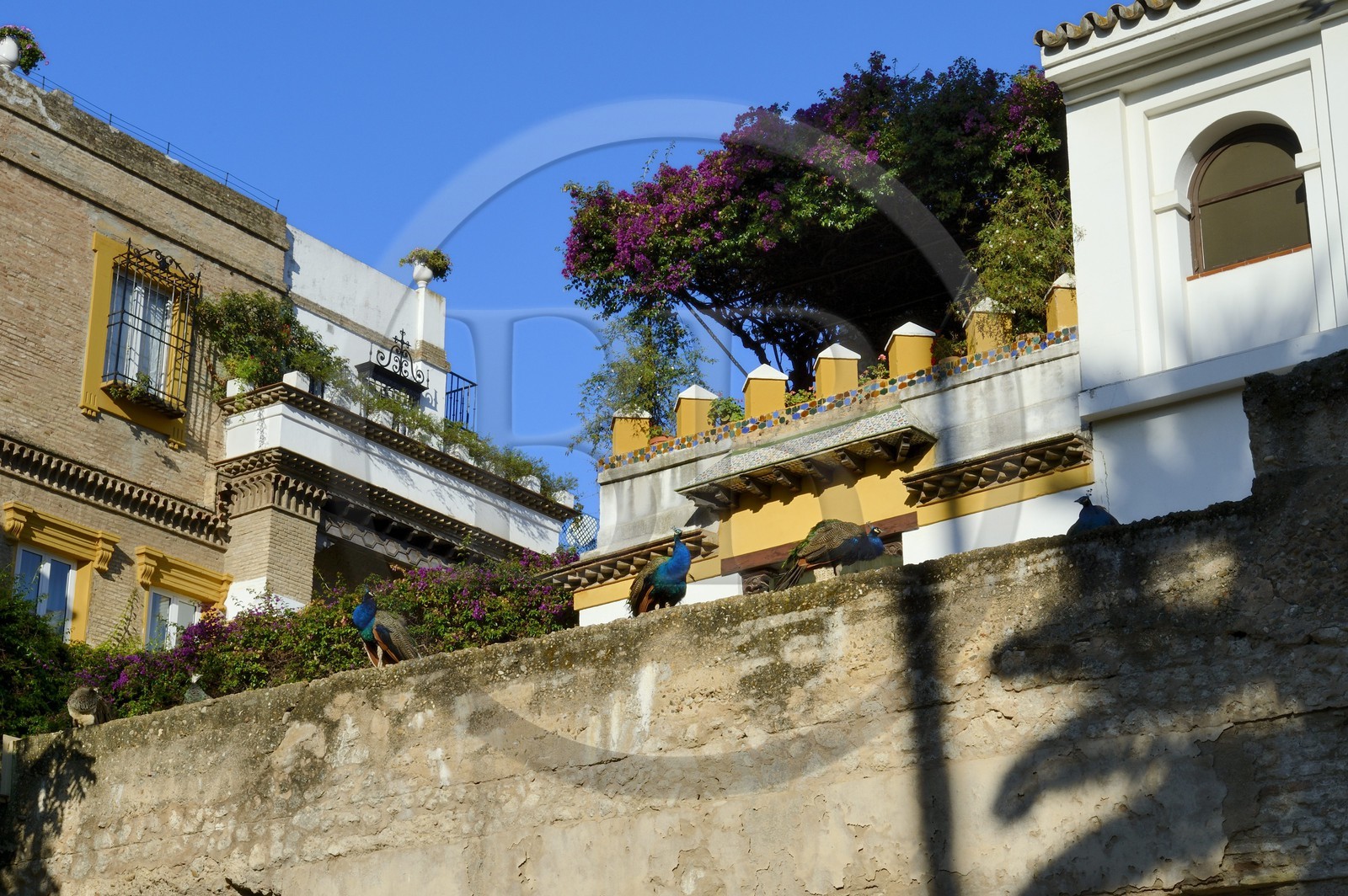 Espagne, Andalousie, Séville, Alcazar de Séville (Reales Alcazares de Sevilla), classé Patrimoine Mondial de l'UNESCO, paons sur les remparts qui entourent les jardins