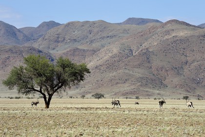 Namibie, région de Hardap, désert du Namib à l'Est du parc national Namib Naukluft dans la chaine de montagnes de Zaris, oryx gazelle ou gemsbok (Oryx gazella)