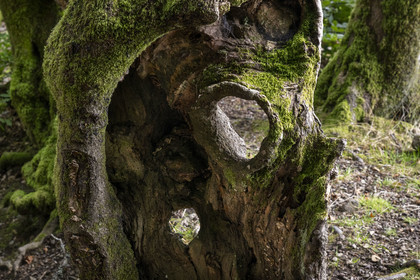 France, Saône-et-Loire (71), parc naturel régional du Morvan, Saint-Léger-sous-Beuvray, oppidum de Bibracte, le site archéologique sur le mont Beuvray, haies de hêtres tressées vieilles de 200 ans appelées des queules le long des chemins creux