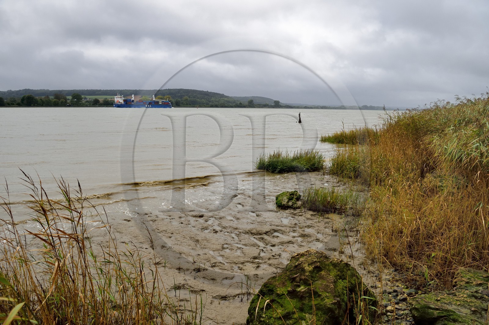 France, Seine-Maritime (76), Réserve Naturelle de l'estuaire de la Seine, porte-conteneurs descendant la Seine depuis Rouen, la roselière en premier plan