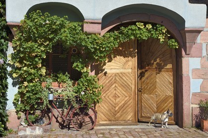 France, Haut-Rhin (68), Route des vins d'Alsace, Bergheim, chien devant sa maison