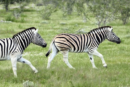 Namibia, Oshikoto region, Etosha National Park, Burchell's zebras (Equus burchellii)