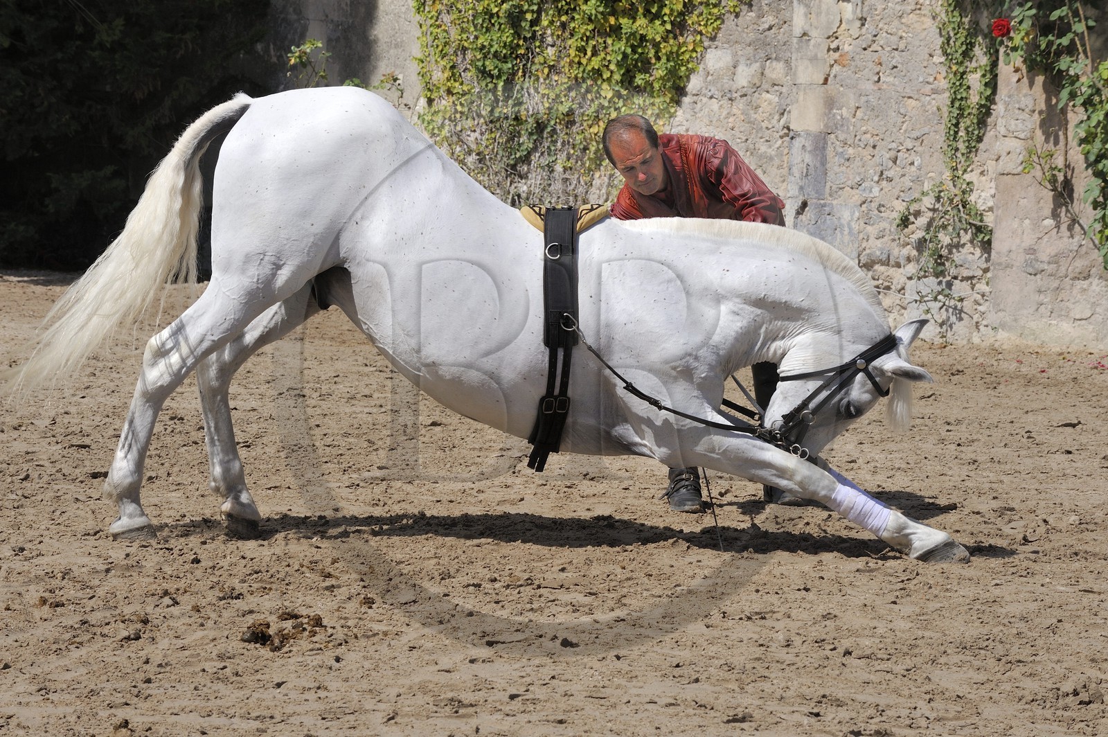 France, Loir et Cher (41), château de Chambord, spectacle d' Art équestre