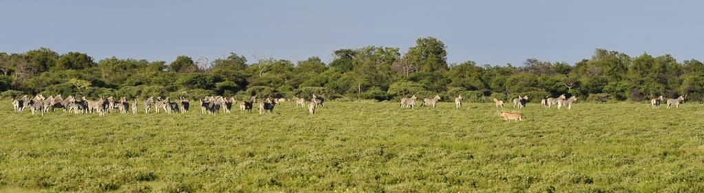 Namibia, Oshikoto region, Etosha National Park, lioness (Panthera leo) hunting approaching a herd of Burchell's zebras (Equus burchellii)