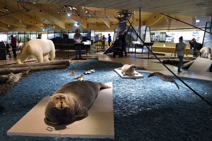 Norvège, Svalbard, Spitzberg, Longyearbyen, Svalbard museum, la mer et la faune marine